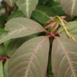 Parthenocissus henryana