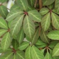 Parthenocissus henryana