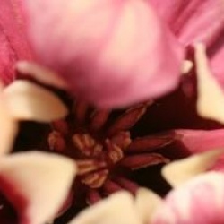 x Sinocalycanthus raulstonii 'Hartlage Wine'