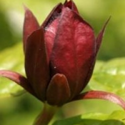 x Sinocalycanthus raulstonii 'Hartlage Wine'