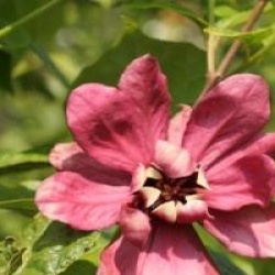 x Sinocalycanthus raulstonii 'Hartlage Wine'