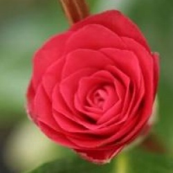 Camellia japonica 'Roger Hall'