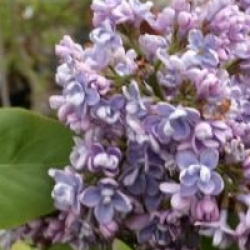 Syringa vulgaris 'Charles Joly'