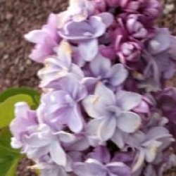 Syringa vulgaris 'Prince Wolkonsky'