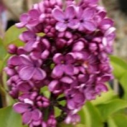 Syringa vulgaris 'Andenken an Ludwig Sp�th'