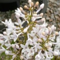 Syringa x persica 'Alba'