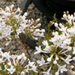 Syringa x persica 'Alba'