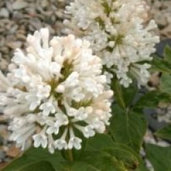 Syringa x prestoniae 'Holger'