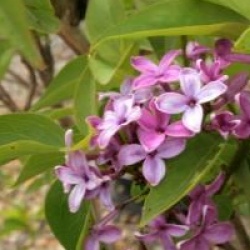 Syringa x chinensis 'Saugeana'