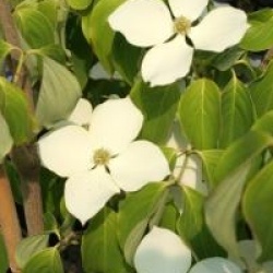 Cornus florida 'White Giant' 