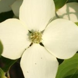 Cornus florida 'White Giant' 
