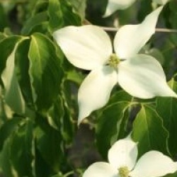 Cornus kousa var. chinensis 'Bodnant Form'