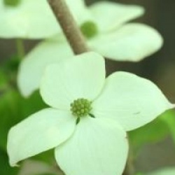 Cornus kousa 'Madame Butterfly'