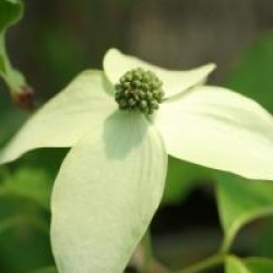 Cornus kousa 'Weisse Font�ne' 