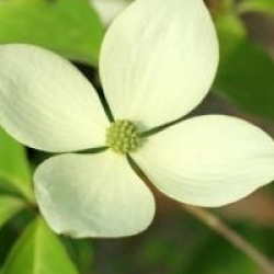 Cornus 'Porlock'