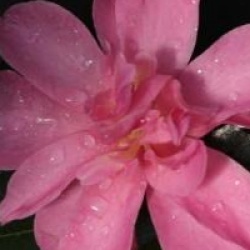 Camellia sasanqua 'Elfin Rose'