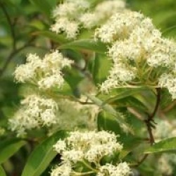 Cornus racemosa 