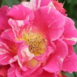 Rosa 'Candyland �' - Rosier Candyland