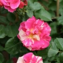 Rosa 'Candyland �'