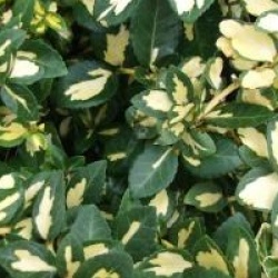 Euonymus fortunei Blondy � 'Interbolwi' cov 