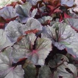 Ligularia dentata 'Desdemona' - Ligulaire Desdemona