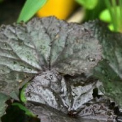 Ligularia dentata 'Desdemona'