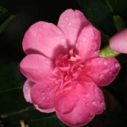Camellia sasanqua 'Elfin Rose'