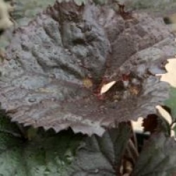 Ligularia dentata 'Desdemona'