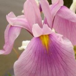 Iris ensata 'Rose Queen' - Iris laevigata Rose Queen