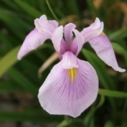 Iris ensata 'Rose Queen'