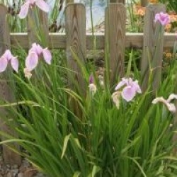 Iris ensata 'Rose Queen'