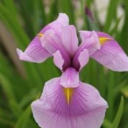 Iris ensata 'Rose Queen'