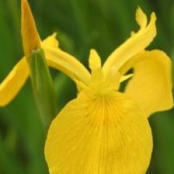 Iris pseudacorus 'Compact Form' - Iris des marais Compact Form