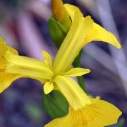 Iris pseudacorus 'Compact Form'