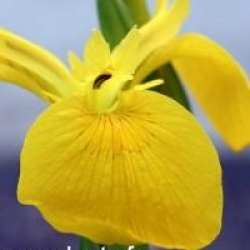 Iris pseudacorus 'Compact Form'