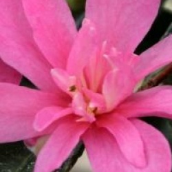 Cam�lia d'automne Elfin Rose