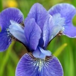 Iris 'Ewen'