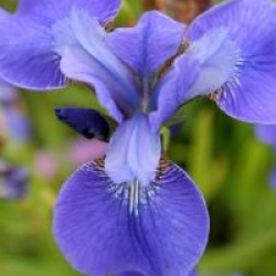 Iris 'Ewen' - Iris de Sib�rie Ewen