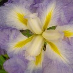 Iris ensata 'Monogama'