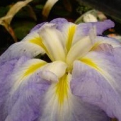 Iris ensata 'Monogama'