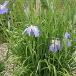 Iris ensata 'Monogama'