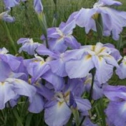 Iris ensata 'Monogama'