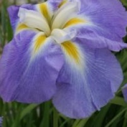 Iris ensata 'Monogama' - Iris Monogama