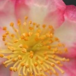 Camellia sasanqua 'Variegata' - Cam�lia d'automne panach�