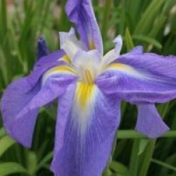 Iris ensata 'Monogama'
