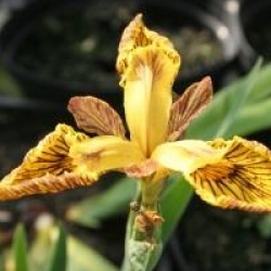 Iris pseudacorus 'Tiger Brother' - Iris des marais Tiger Brother