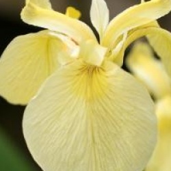 Iris pseudacorus var. bastardii  - Iris des marais Bastardi