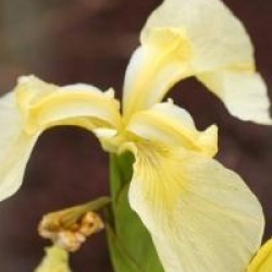 Iris pseudacorus var. bastardii 