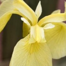 Iris pseudacorus var. bastardii 