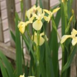 Iris pseudacorus var. bastardii 